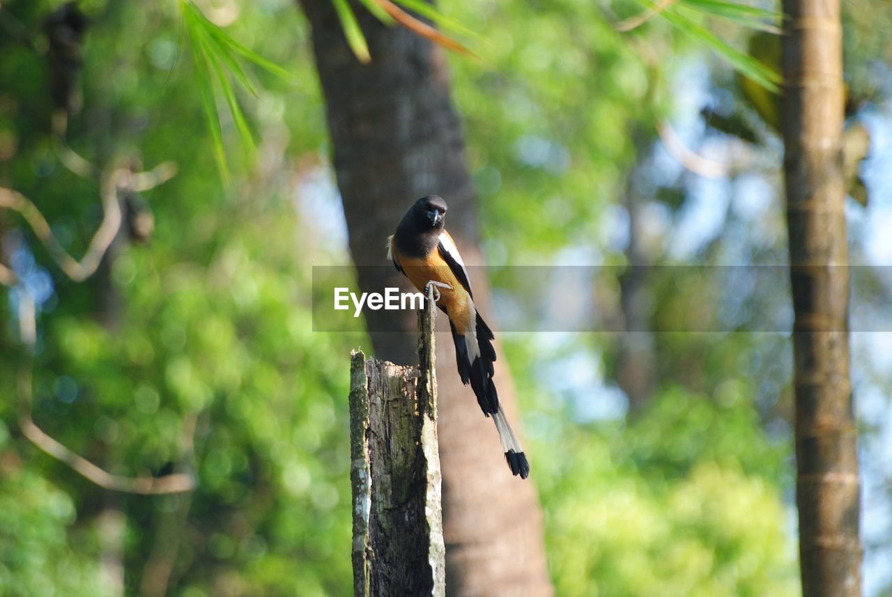 animal, animal themes, animal wildlife, bird, wildlife, tree, one animal, nature, plant, branch, perching, no people, green, focus on foreground, outdoors, forest, beauty in nature, environment, land, day