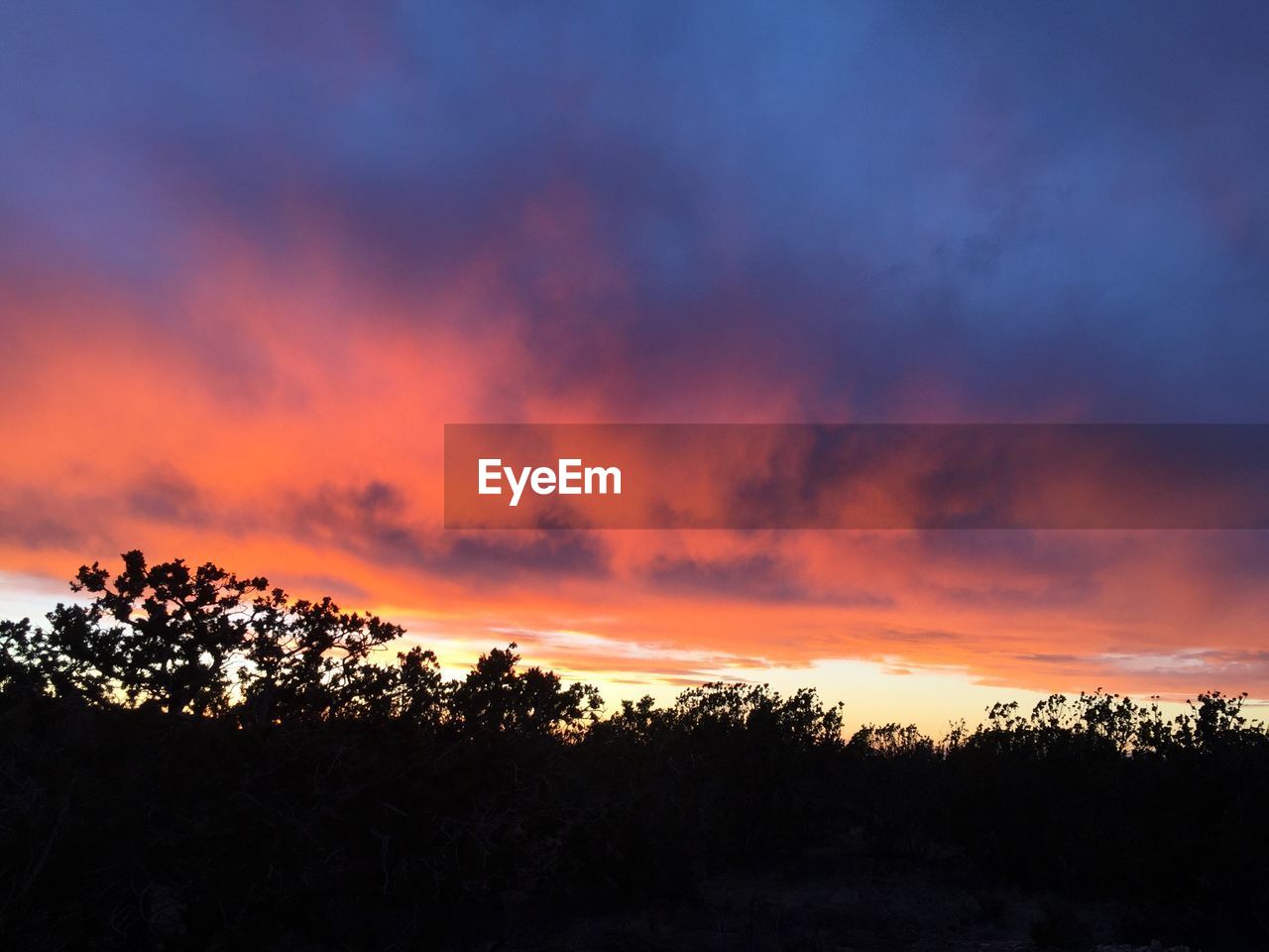 Silhouette trees growing on field against cloudy sky during sunset