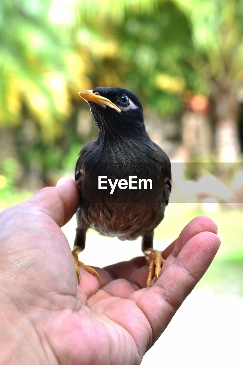 Close-up of hand holding bird