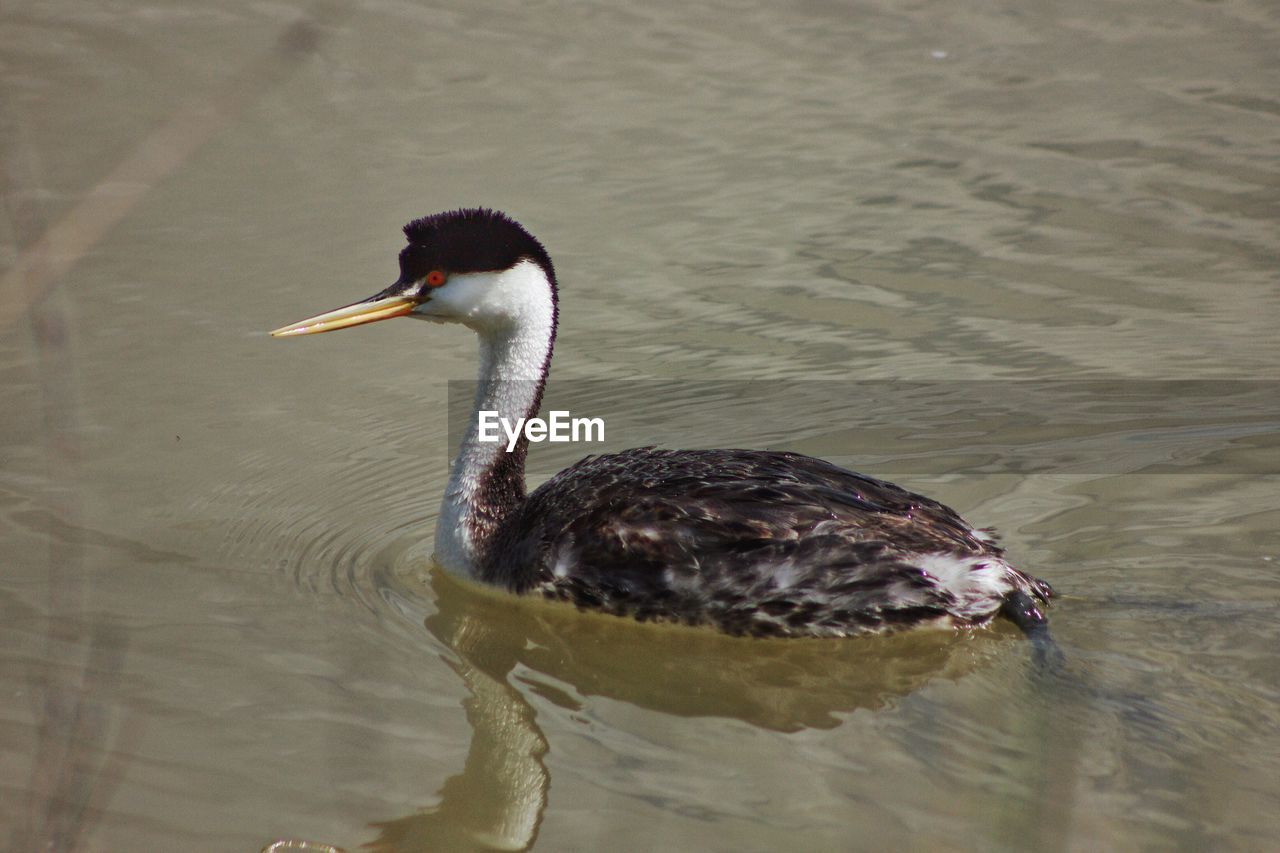 Birds in calm water