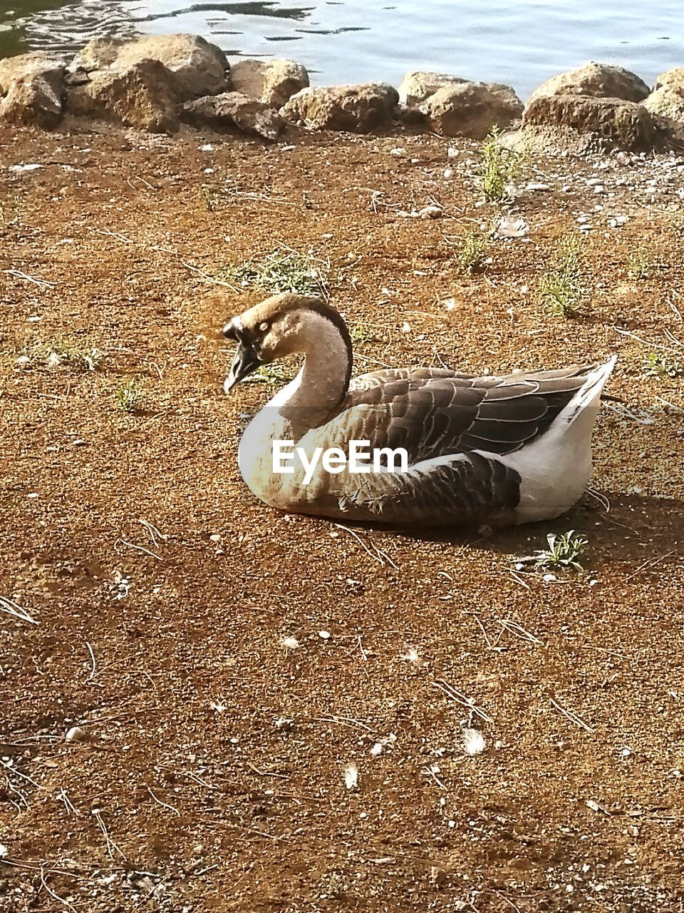 VIEW OF DUCK ON THE BEACH