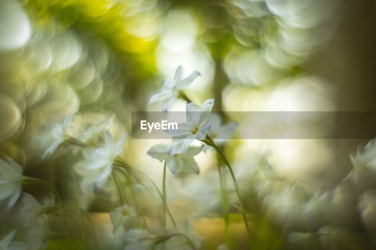 Close-up of white flowering plant