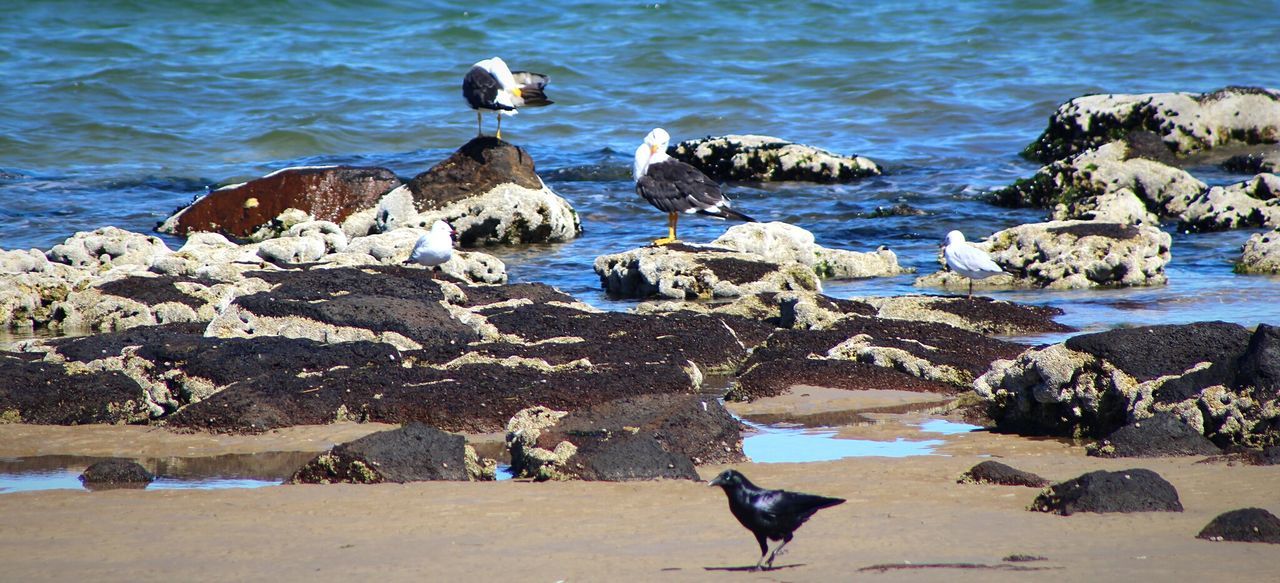 ROCKS ON SHORE