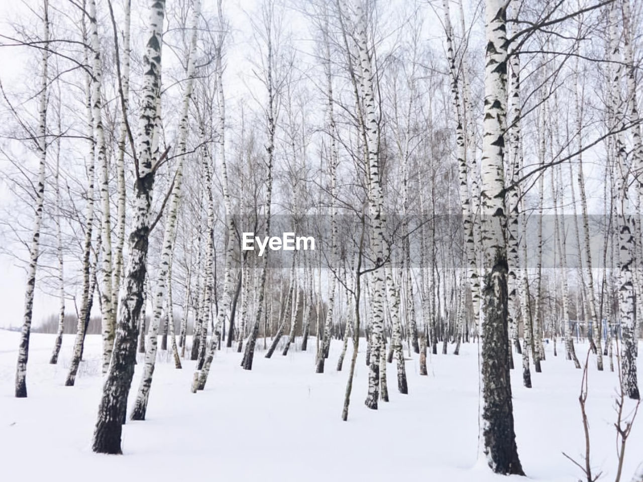 Snow covered land and trees in forest during winter