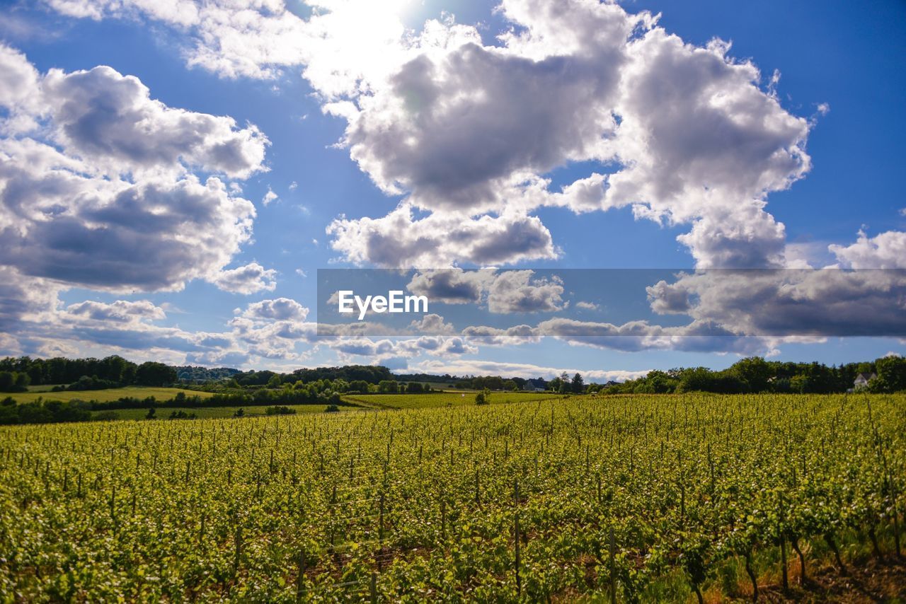 Scenic view of vineyard against sky