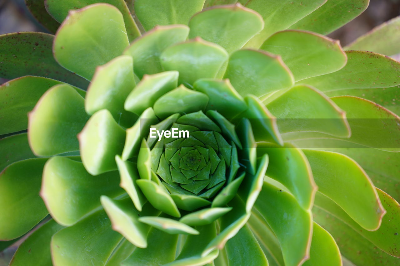 Saucer plant, aeonium urbicum, a species of tree houseleeks