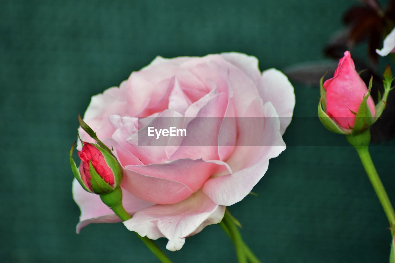 Close-up of pink rose blooming outdoors