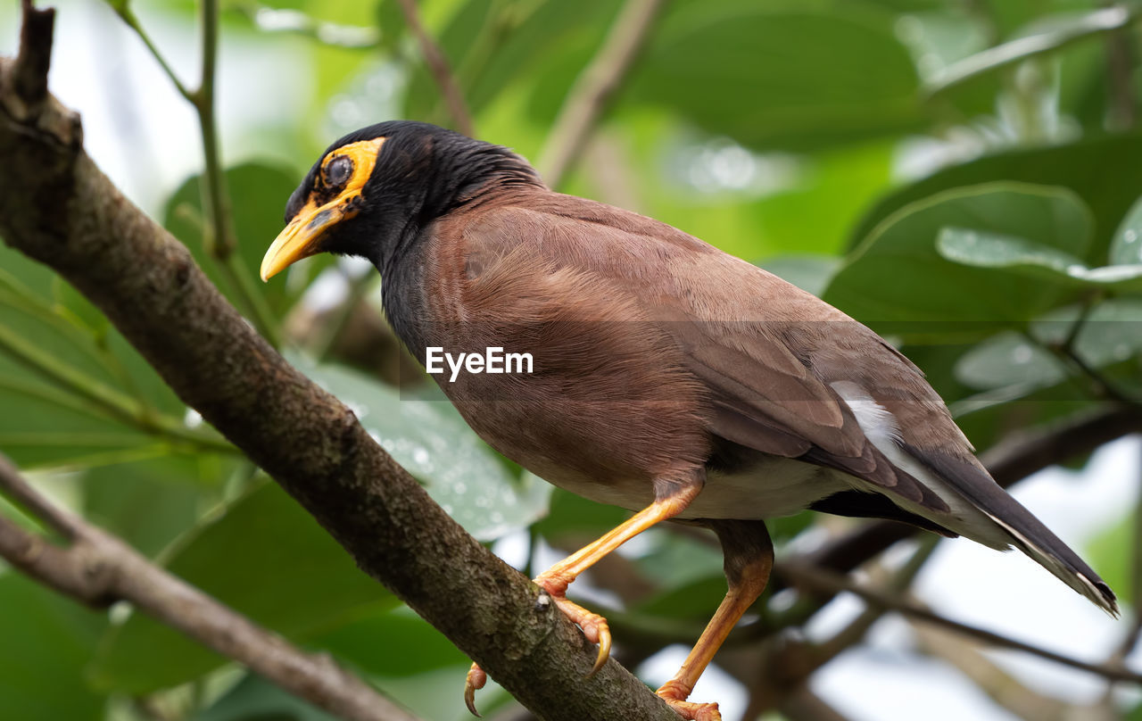 CLOSE-UP OF BIRD PERCHING ON A BRANCH