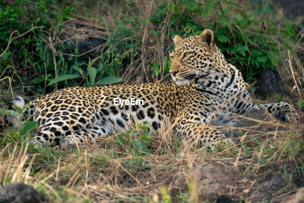 close-up of leopard