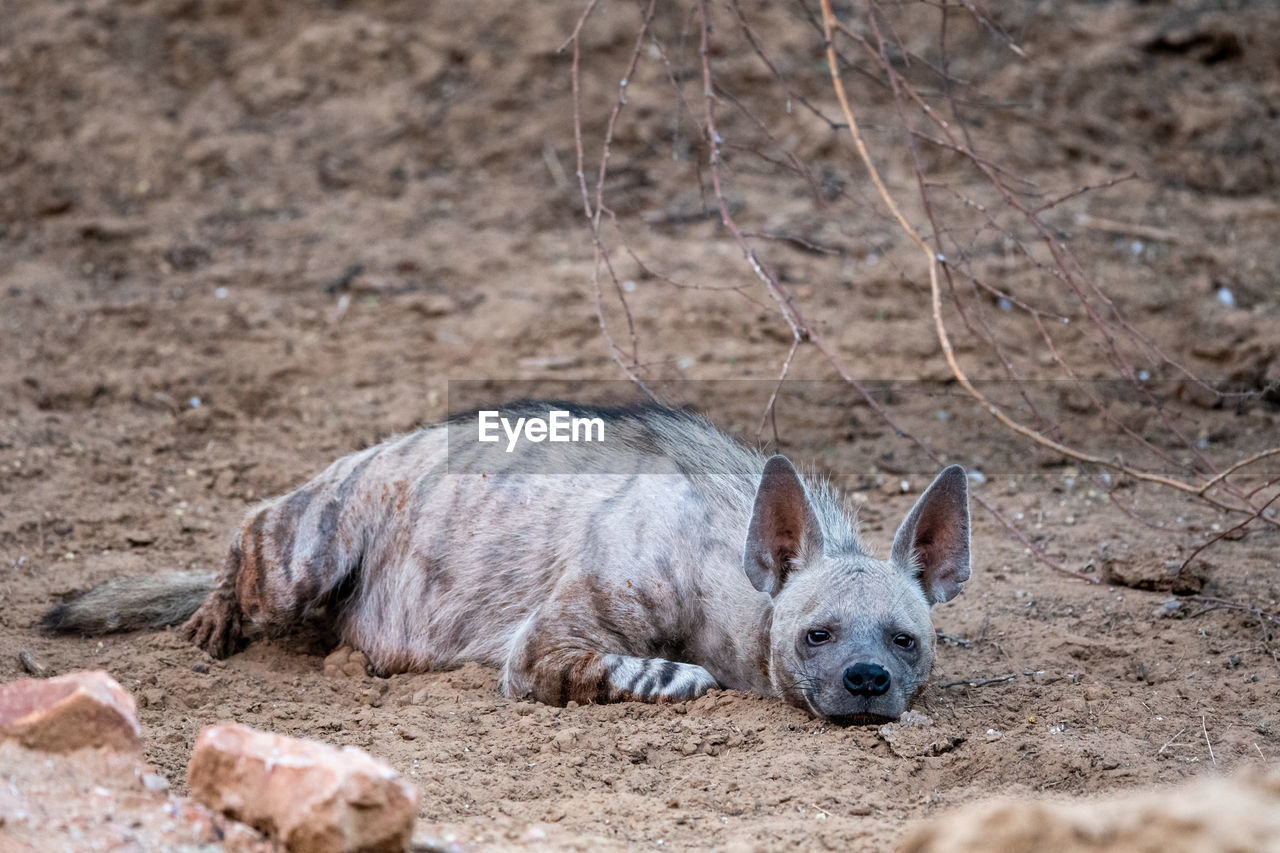 PORTRAIT OF A LION LYING ON GROUND