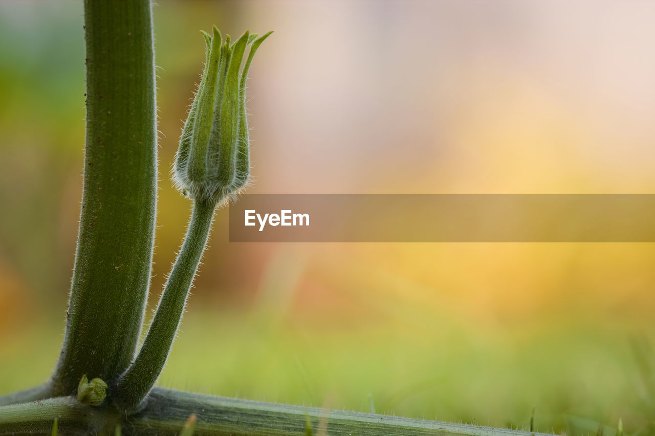 CLOSE-UP OF CACTUS PLANT