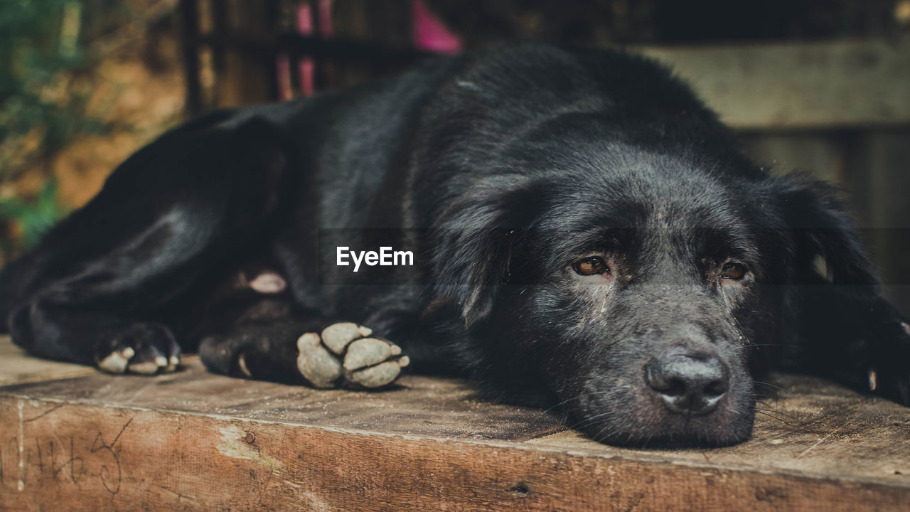 Close-up portrait of dog resting