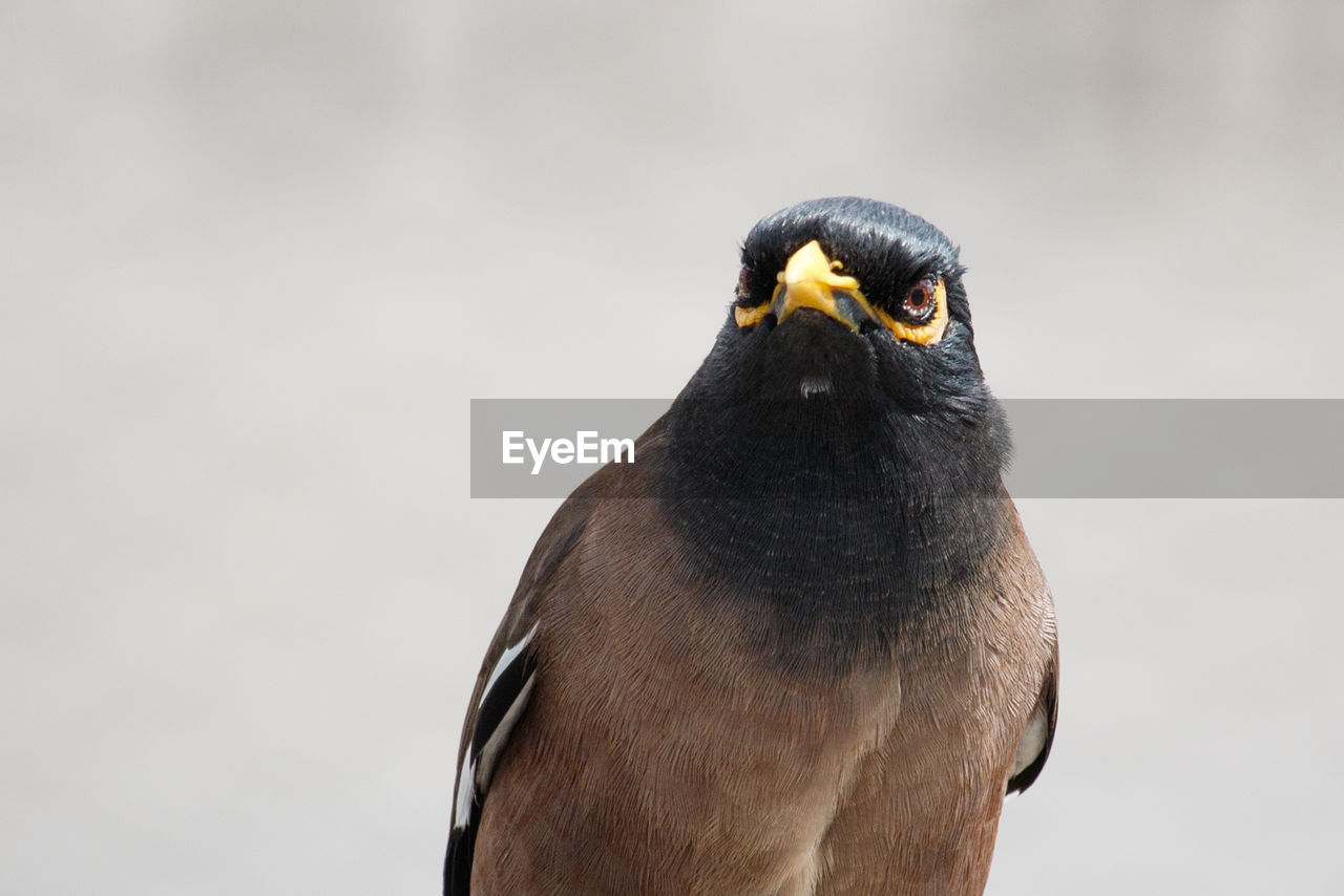 Close-up of falcon perching outdoors