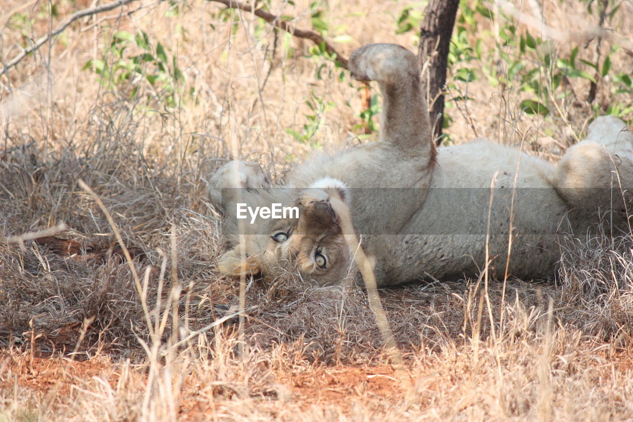 LION RESTING ON A LAND