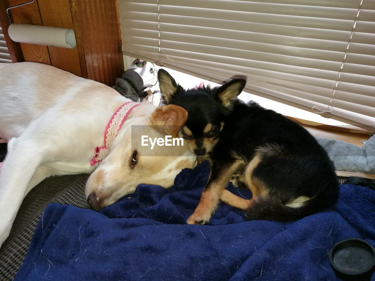 CLOSE-UP OF DOGS SLEEPING ON BED