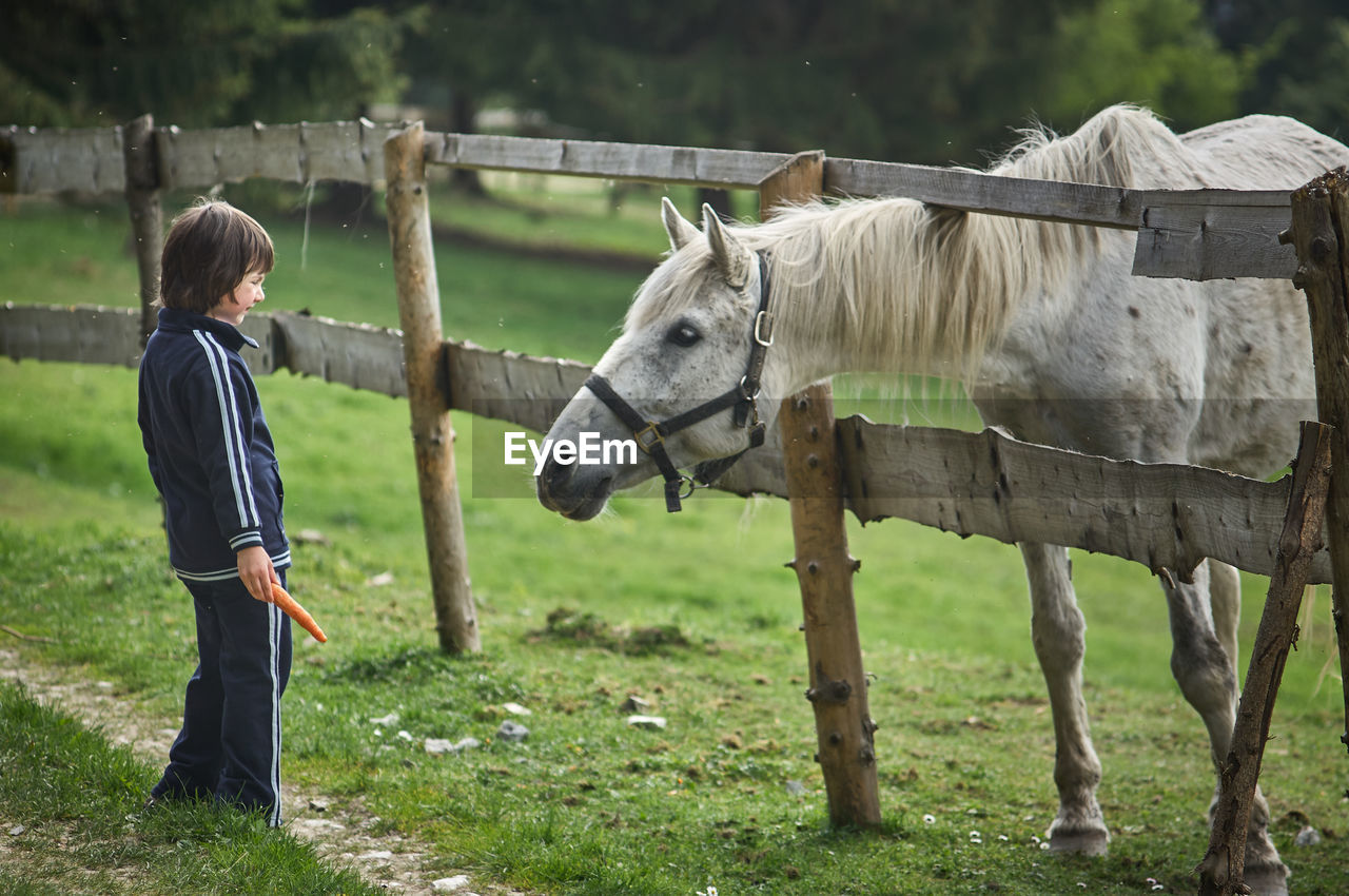 Side view of boy looking at horse