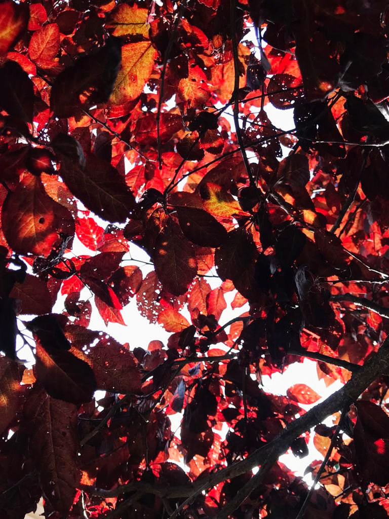 red, autumn, leaf, plant part, no people, full frame, nature, backgrounds, plant, tree, beauty in nature, close-up, outdoors, day, abundance