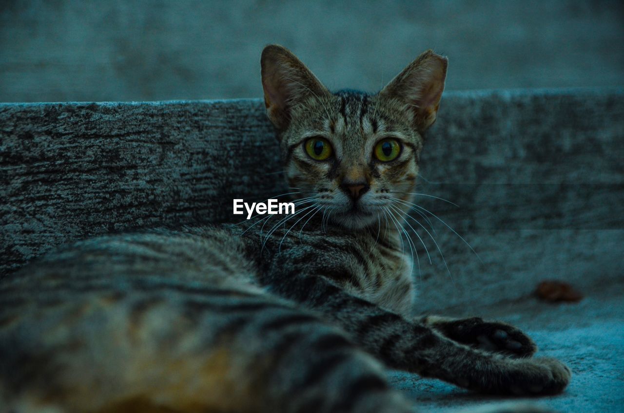 Close-up portrait of cat relaxing