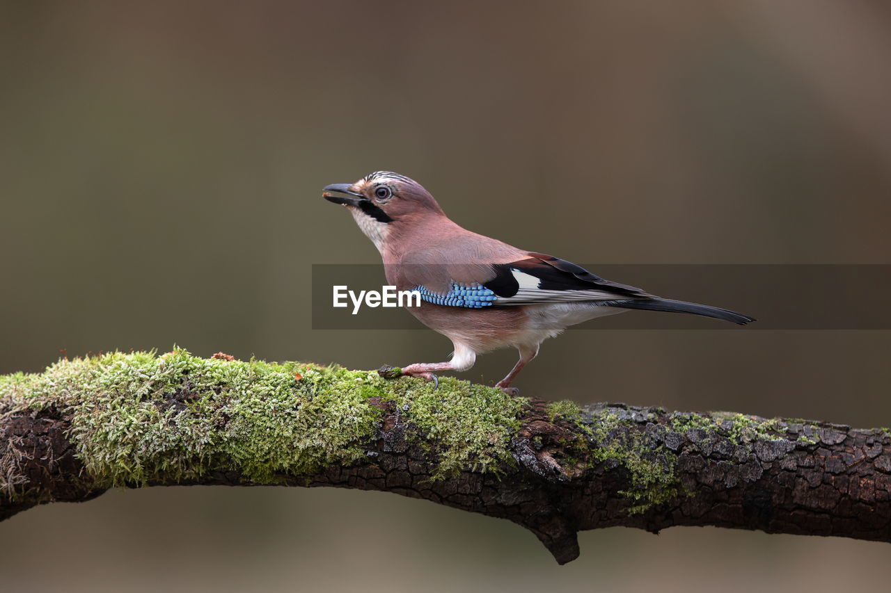 An eurasian jay