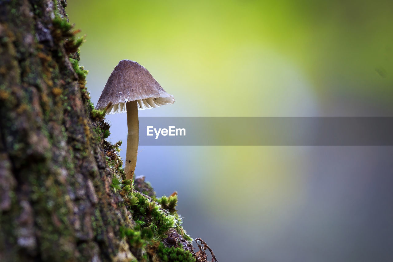 CLOSE-UP OF MUSHROOM GROWING ON TREE AGAINST PLANT