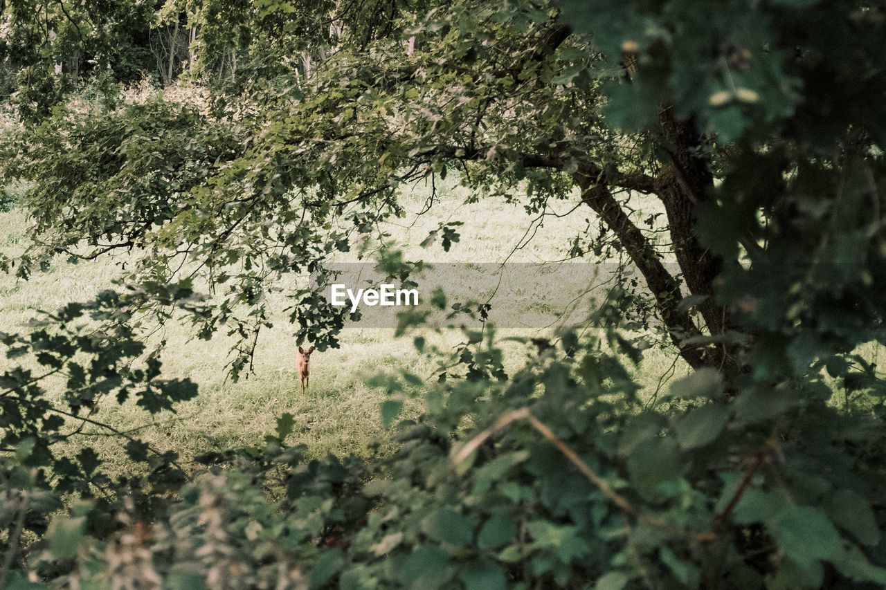 Trees and leaves with deer leaking through in forest