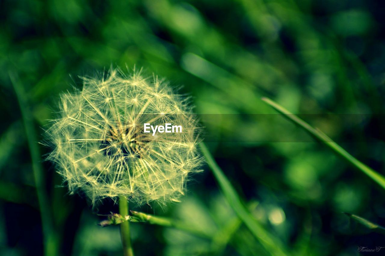 Close-up of dandelion on field