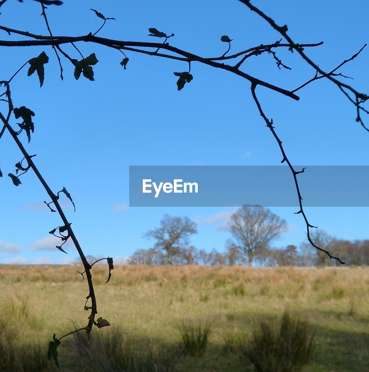 BARE TREES ON LANDSCAPE AGAINST BLUE SKY