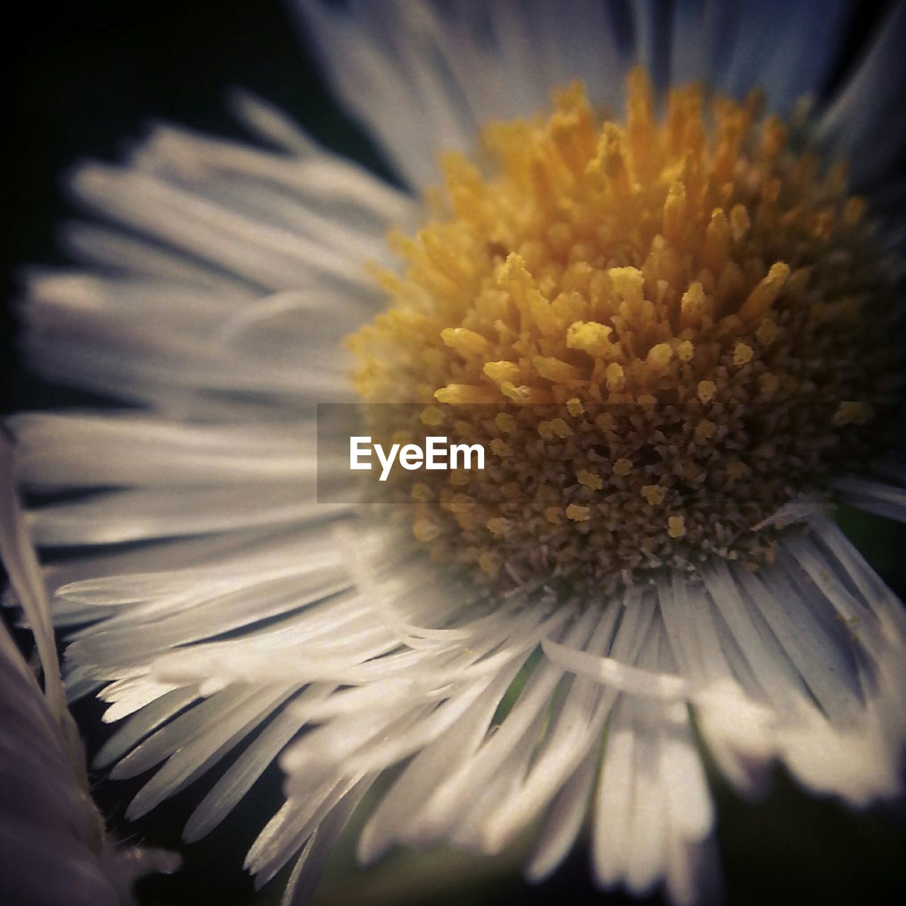 Close up of white daisy