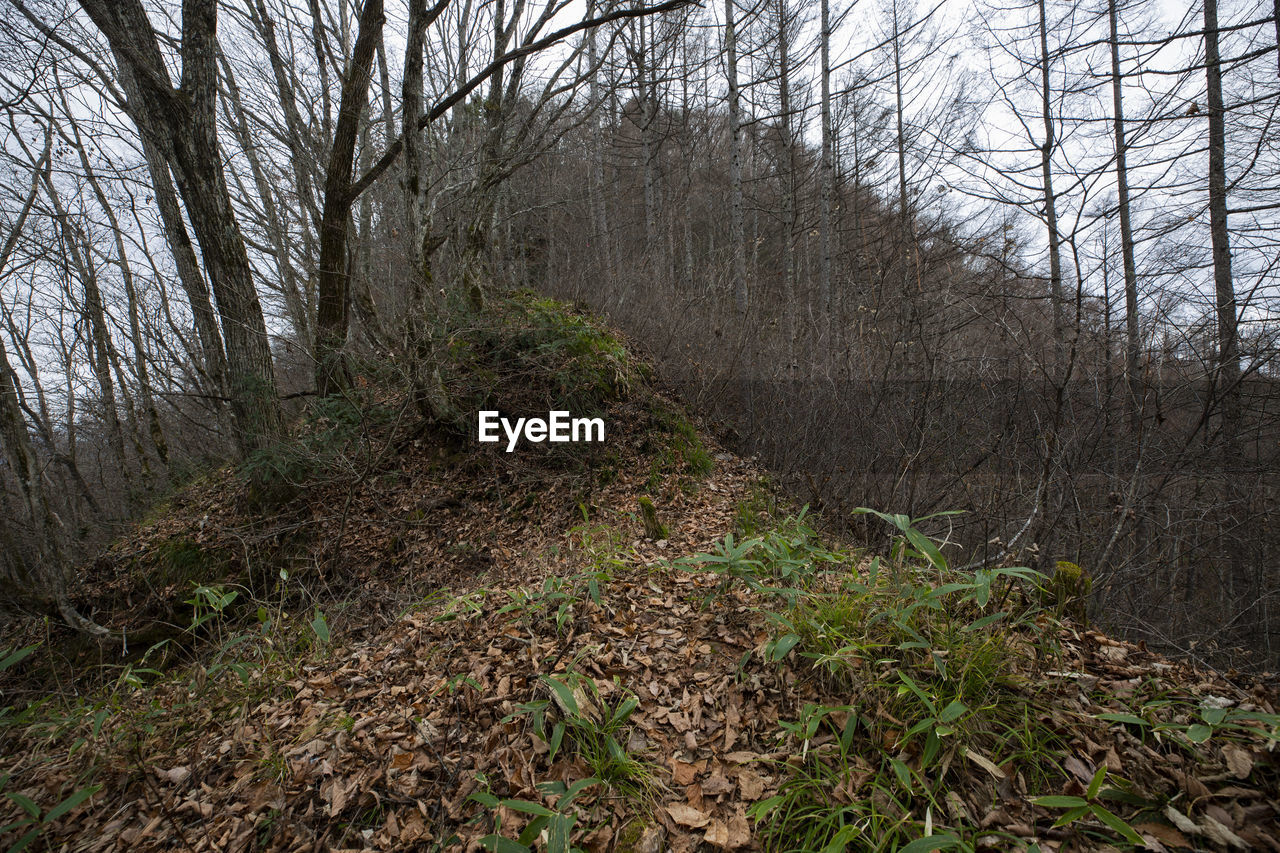 PLANTS GROWING ON LAND