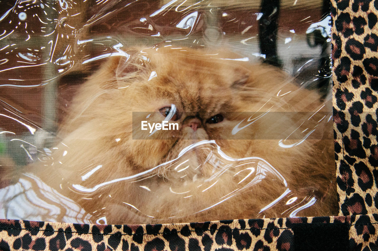 Close-up of hairy cat trapped in plastic bag