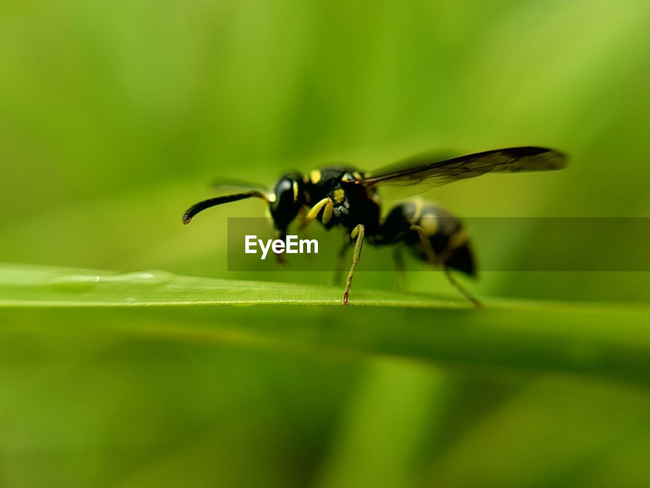 INSECT ON PLANT