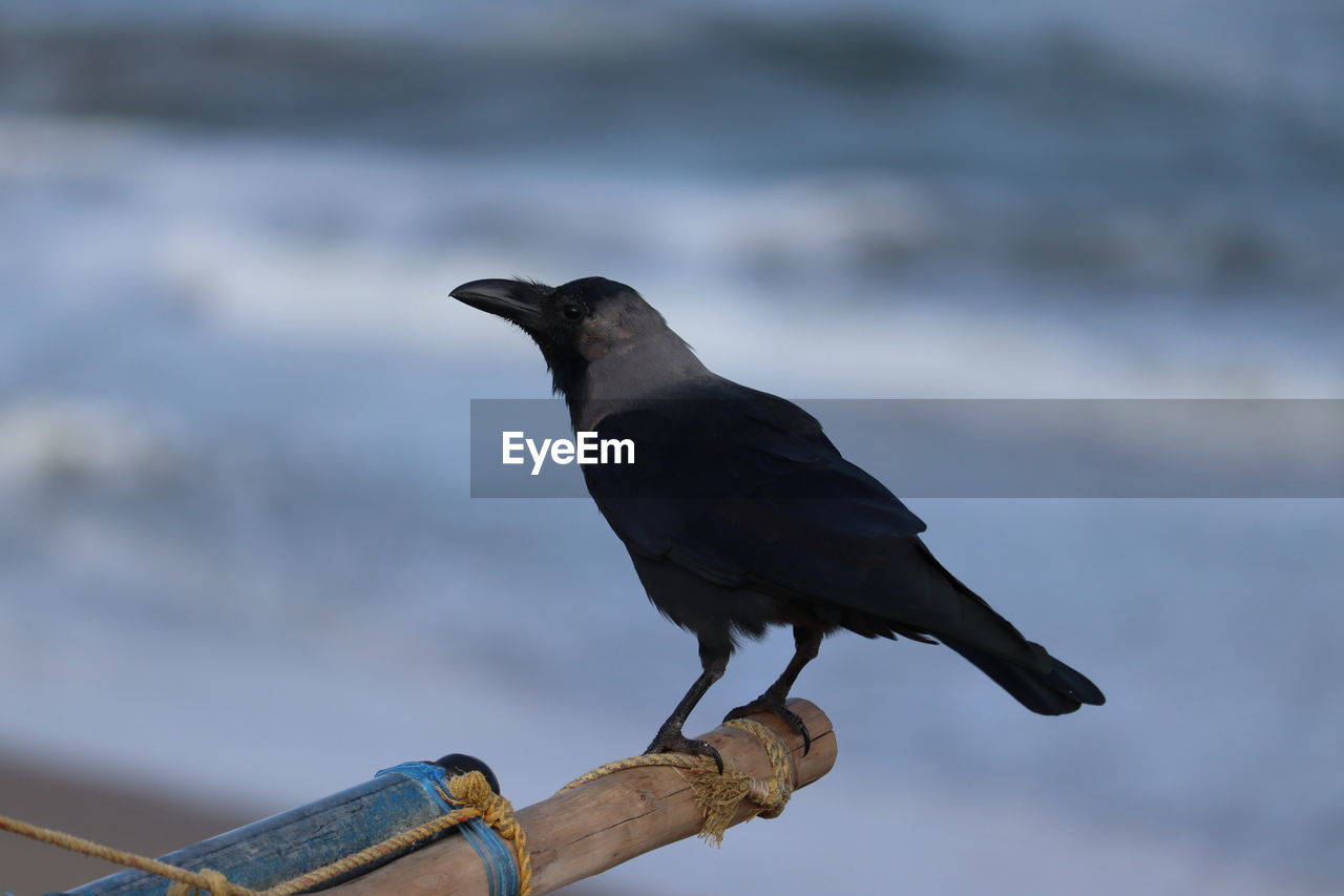 Close-up of white necked indian street or wild black crow bird on the beach with blur beach 

