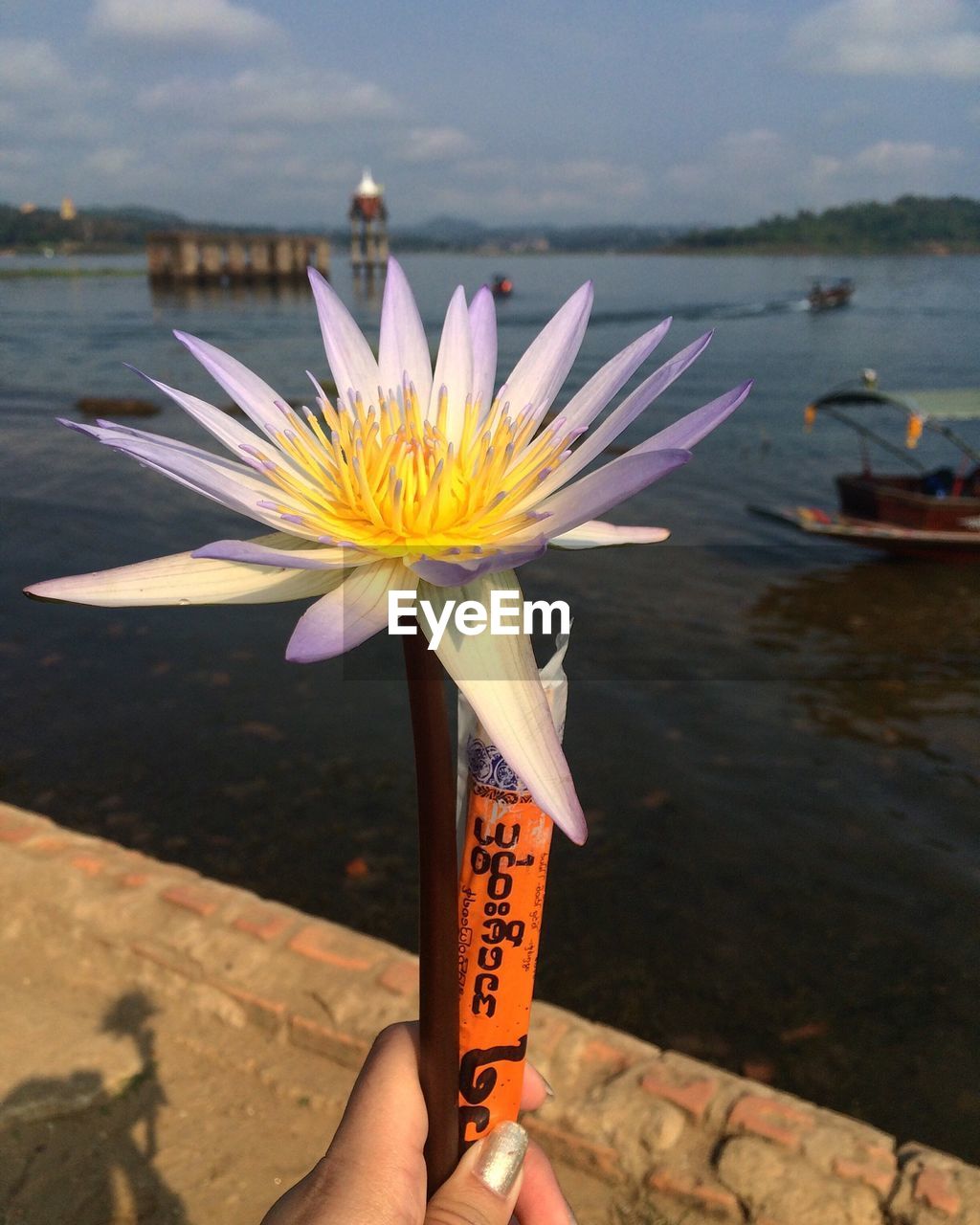 CROPPED IMAGE OF HAND HOLDING YELLOW FLOWER