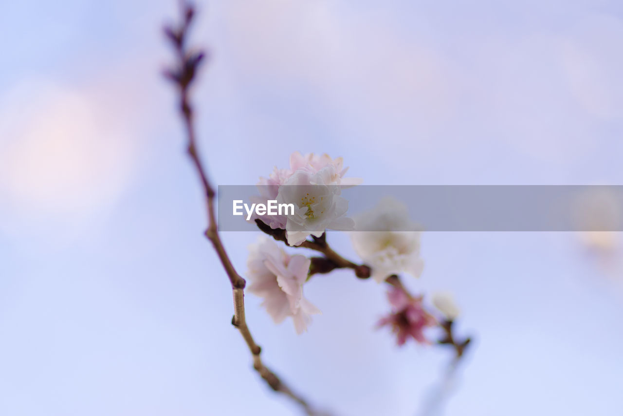 CLOSE-UP OF CHERRY BLOSSOM ON TWIG