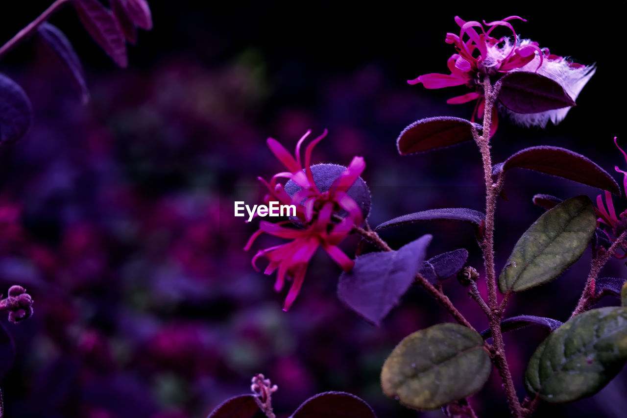 flower, flowering plant, plant, purple, beauty in nature, nature, petal, macro photography, freshness, close-up, growth, no people, pink, magenta, fragility, flower head, blossom, inflorescence, outdoors, focus on foreground, night, orchid, leaf