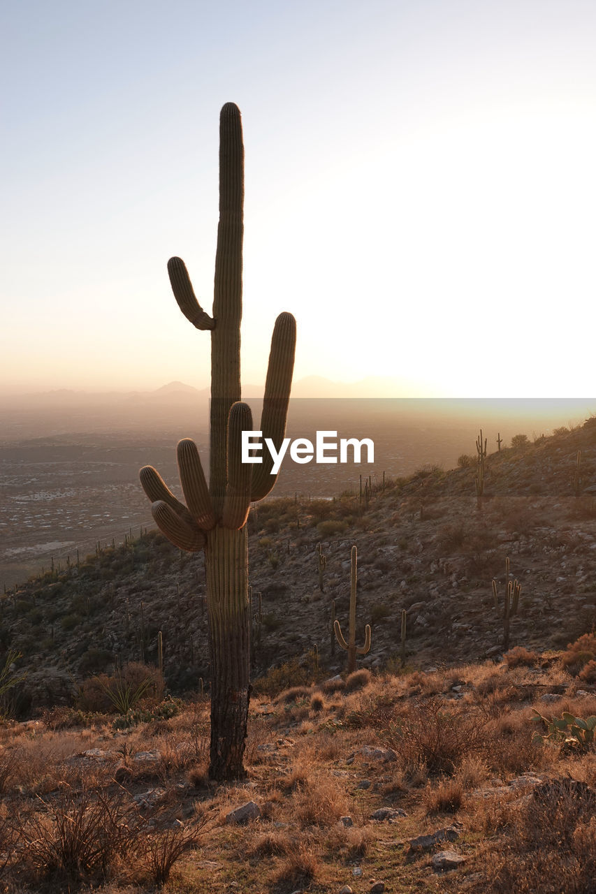 Saguaro cactus at magic hour in sabino canyon above tucson, arizona