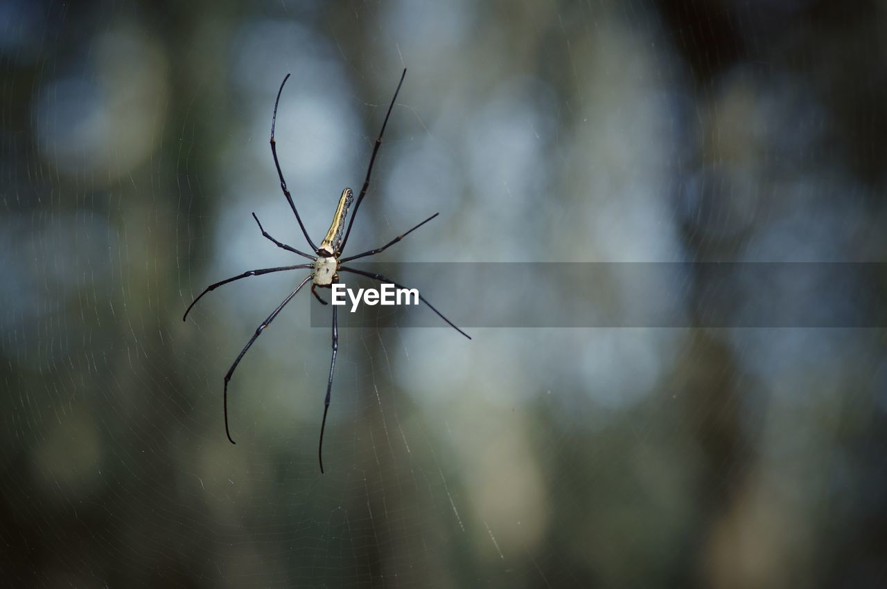 Close-up of insect on plant