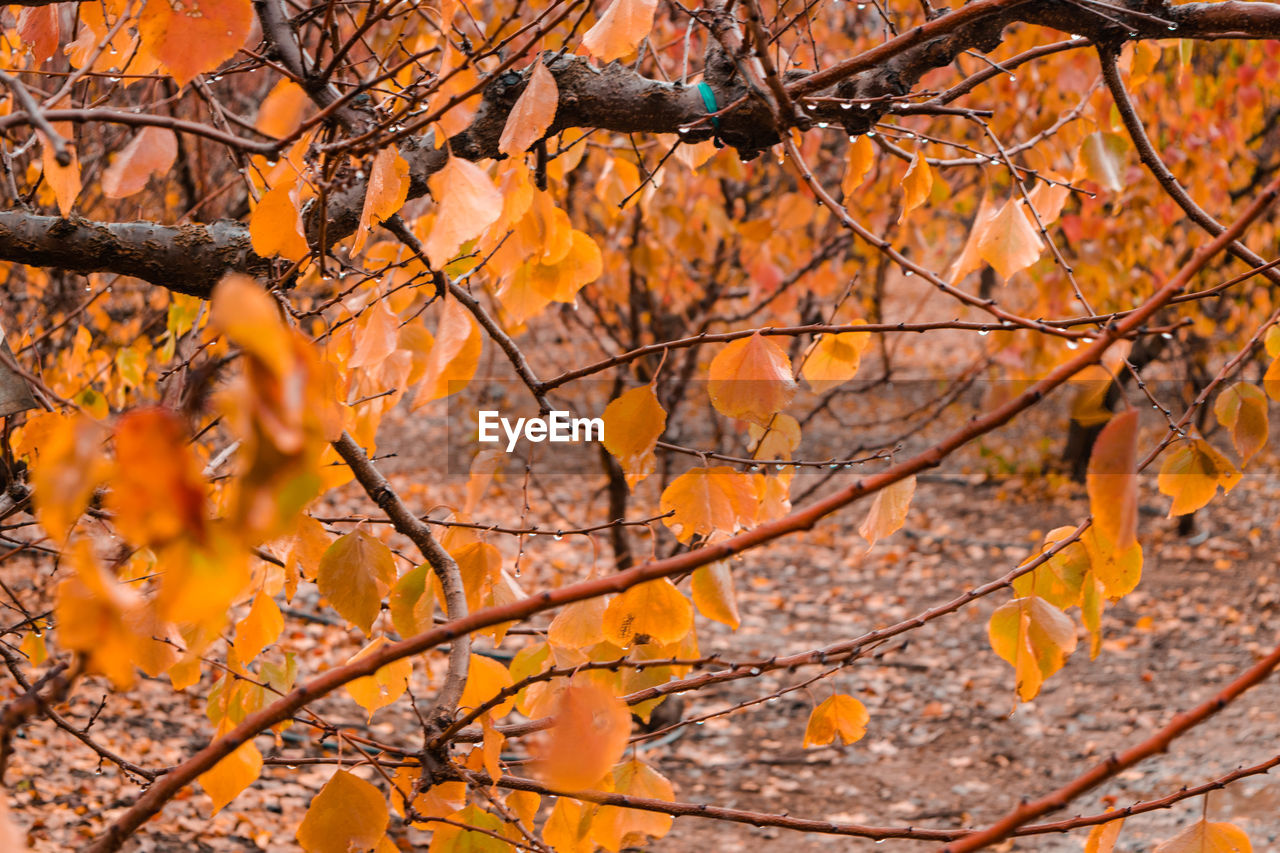 Autumn tree in forest