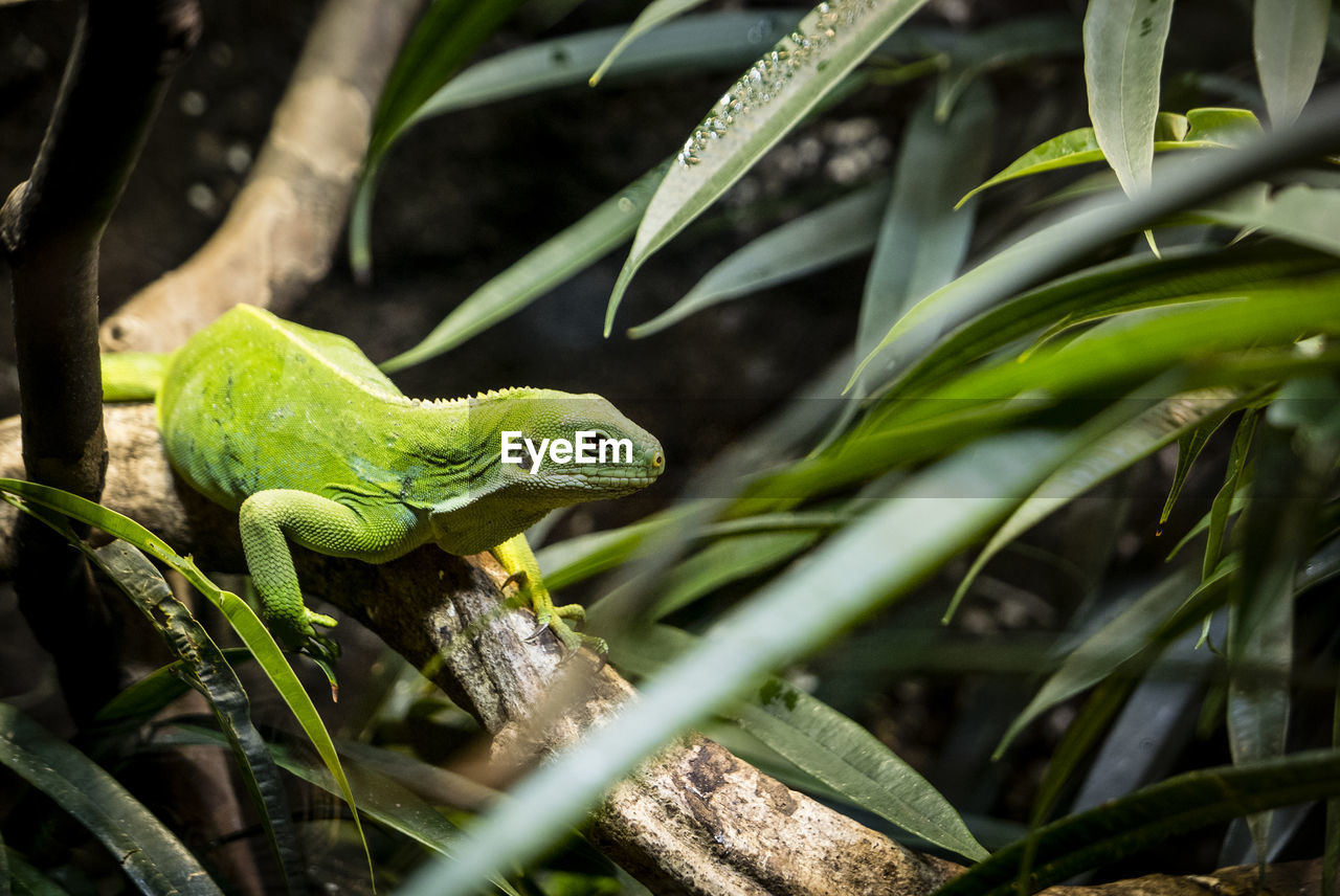 Close-up of a lizard