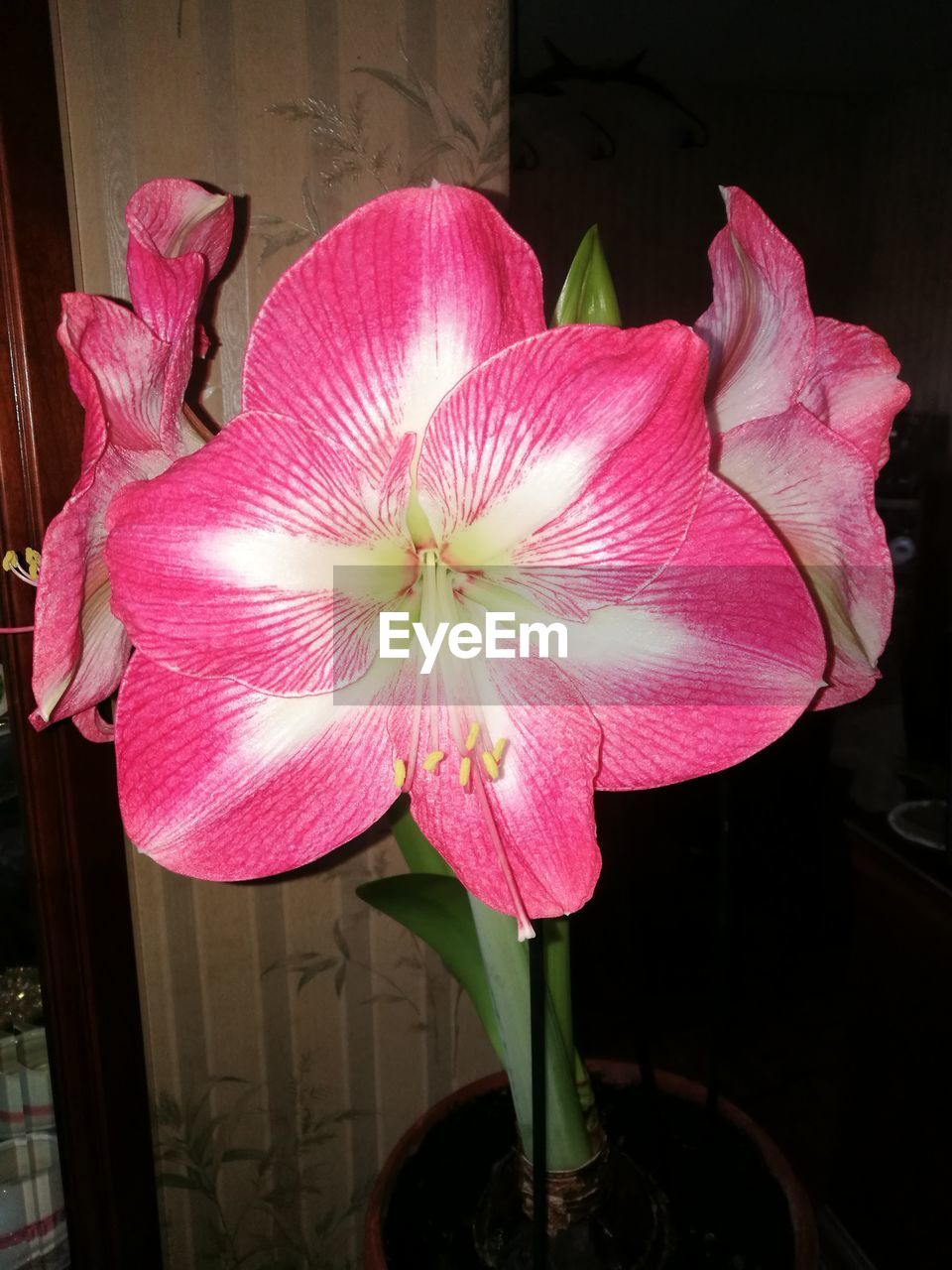 CLOSE-UP OF PINK FLOWERS BLOOMING