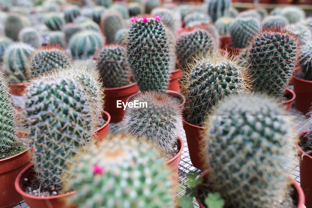CLOSE-UP OF SUCCULENT PLANTS