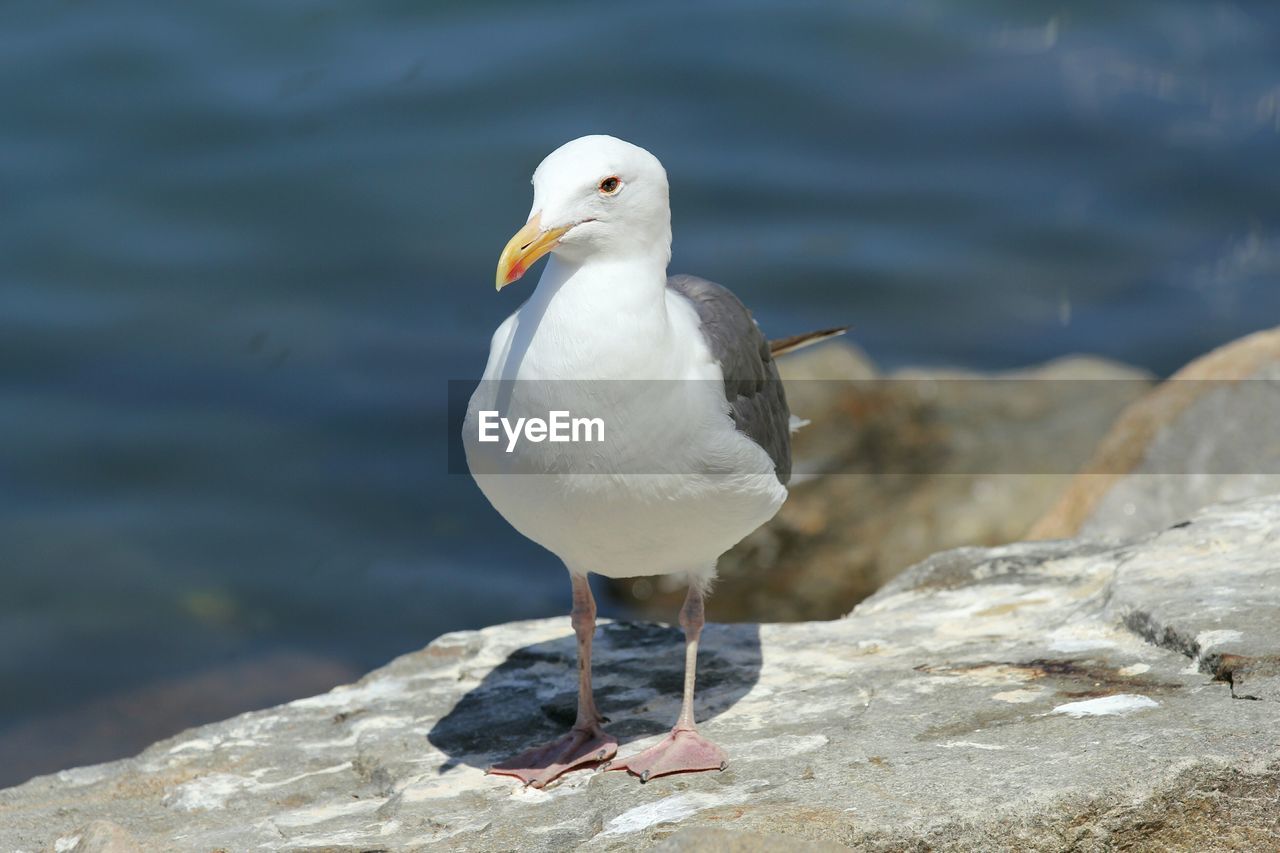 Close-up of seagull perching on retaining wall by lake