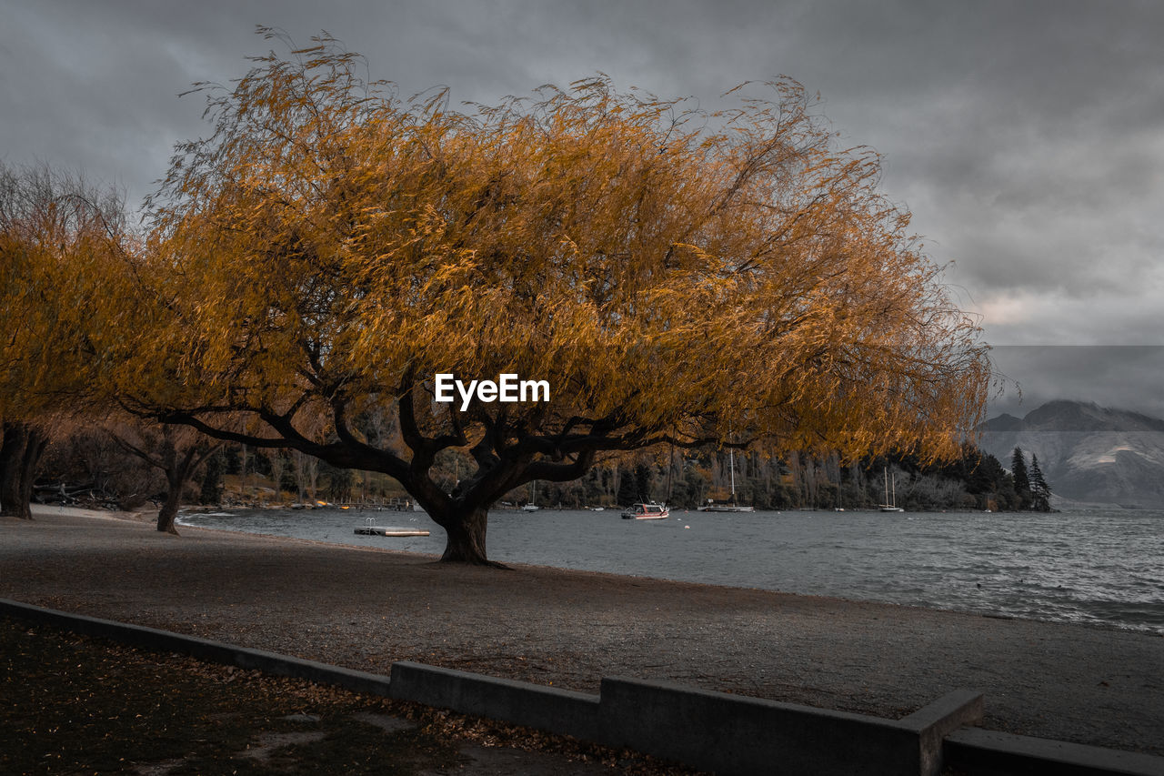 Beautiful orange trees by the lake on a gloomy day during autumn