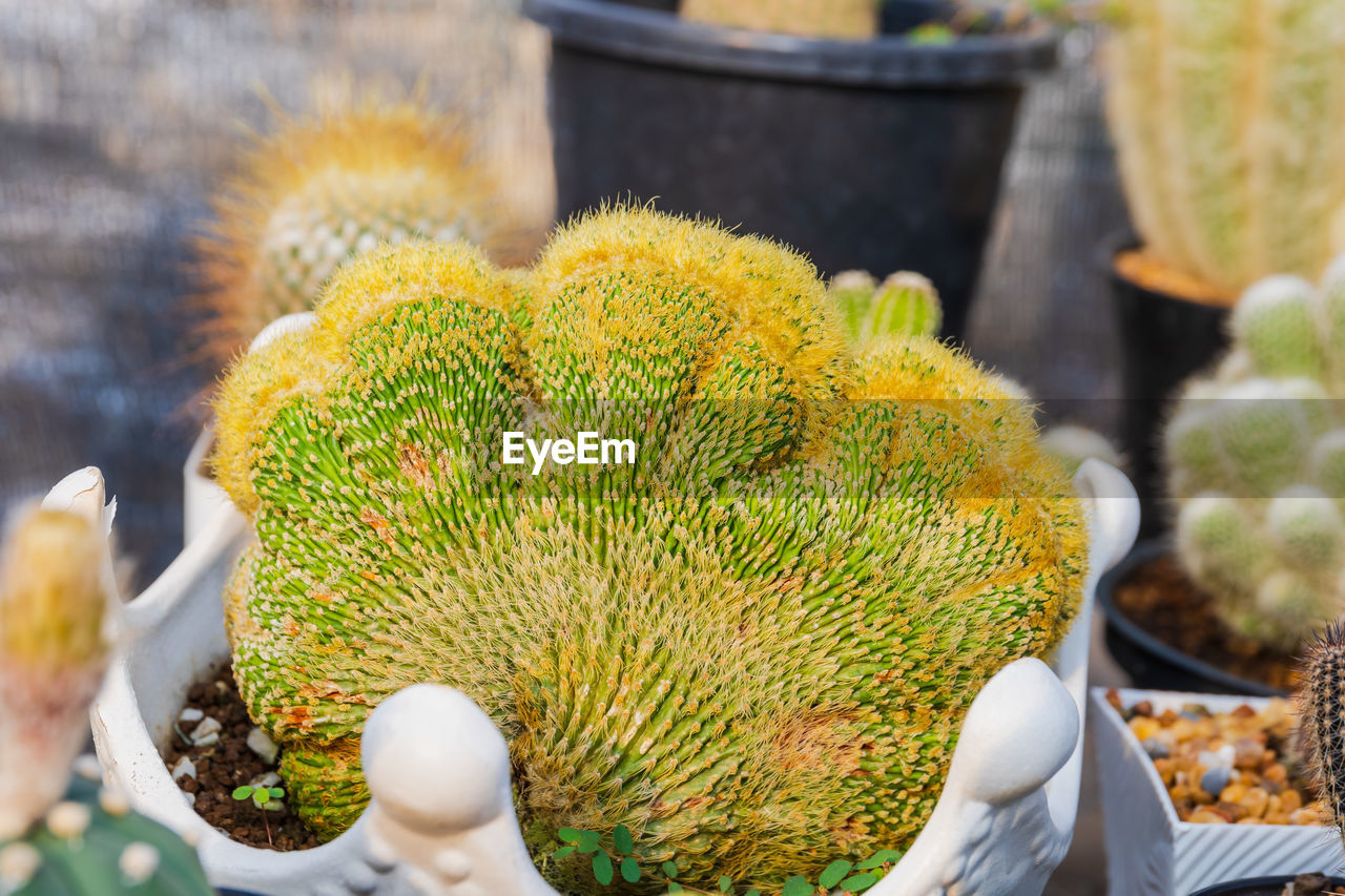 plant, flower, food, food and drink, nature, produce, no people, succulent plant, cactus, yellow, growth, day, freshness, healthy eating, close-up, outdoors, beauty in nature, thorn, wellbeing, green