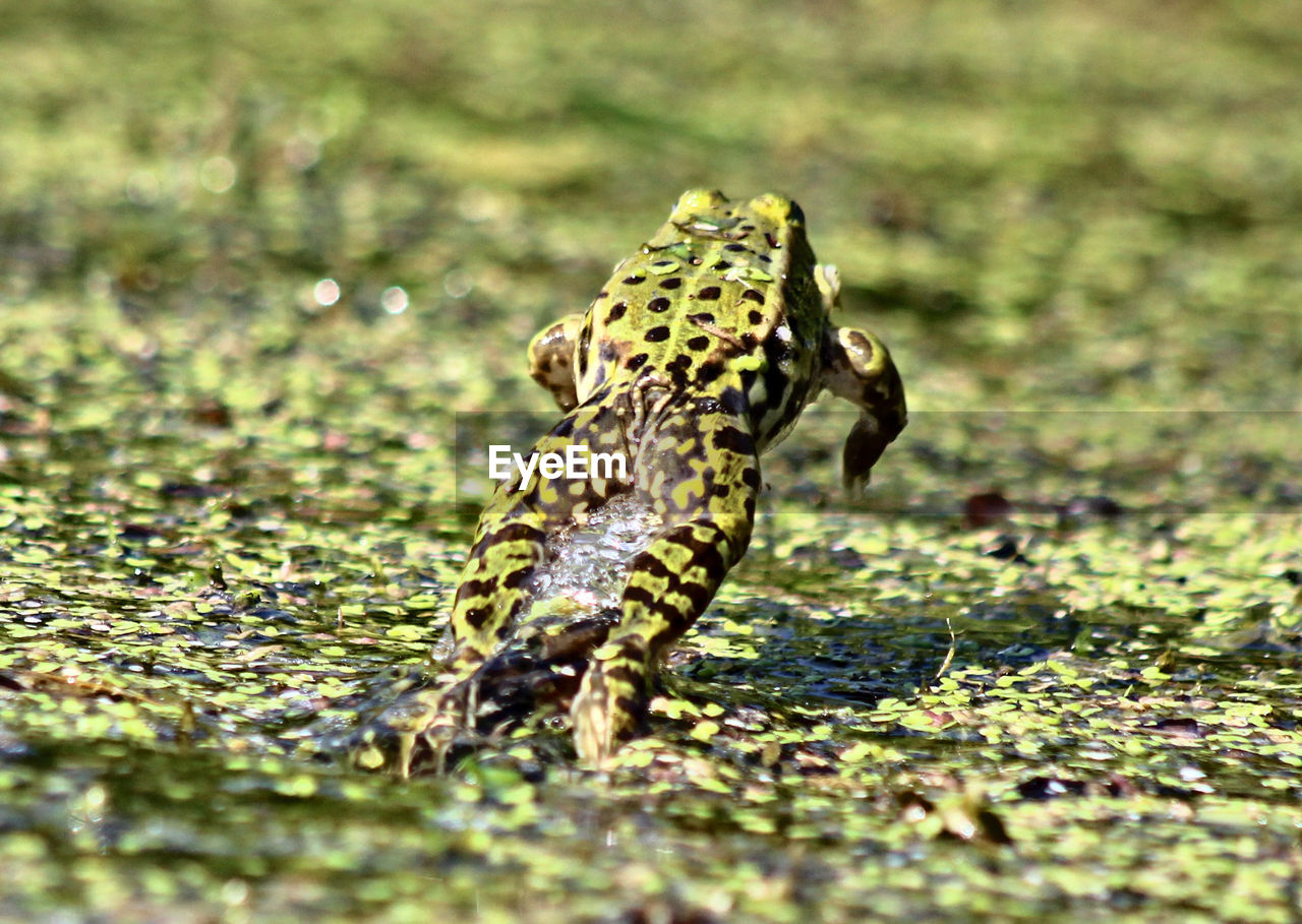 Close-up of frog jumping