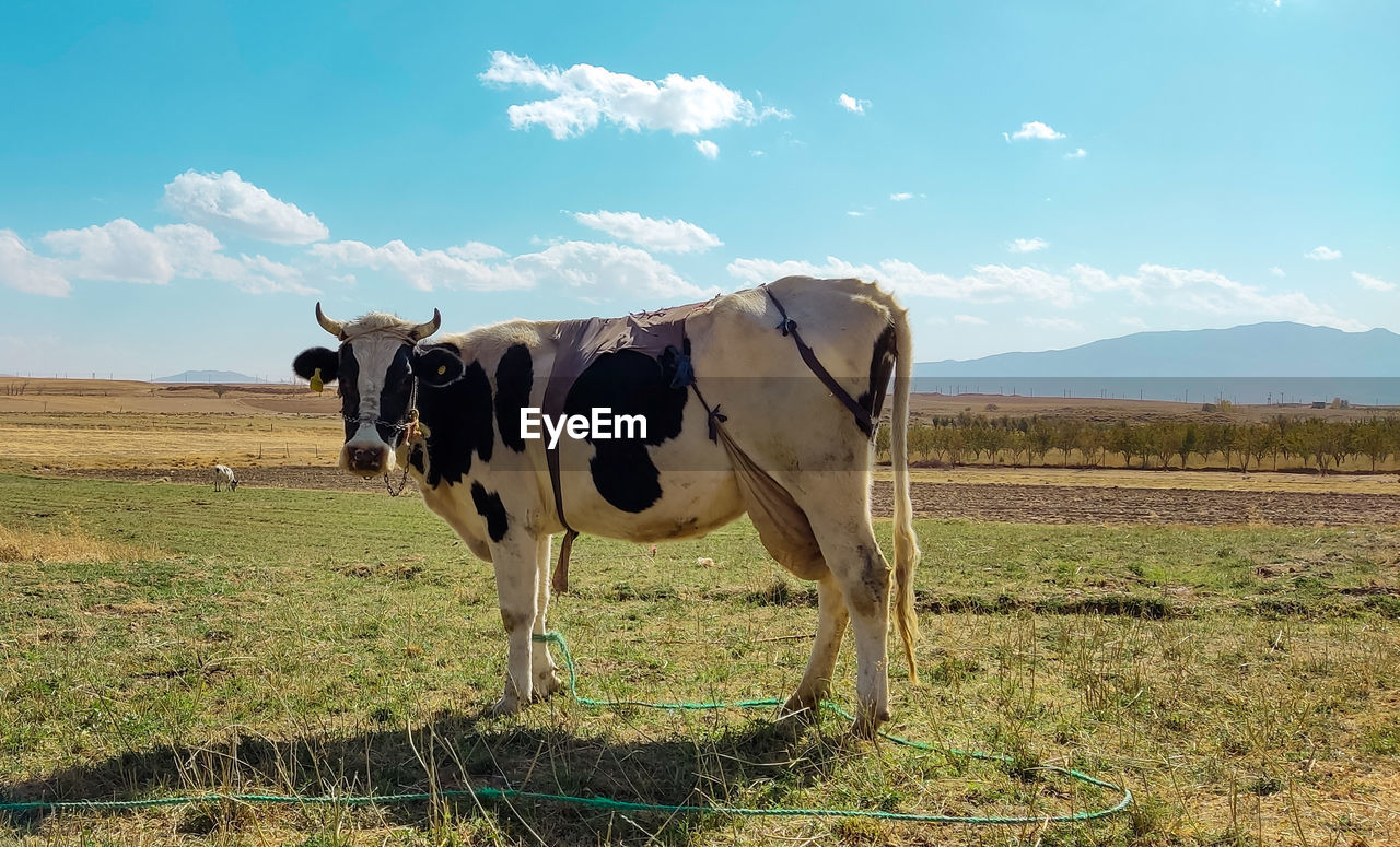 Cow standing in a field