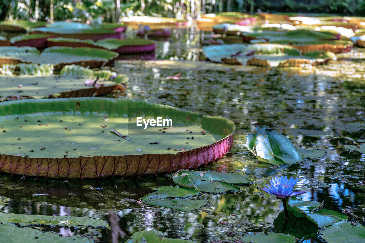 Close-up of lotus water lily in lake