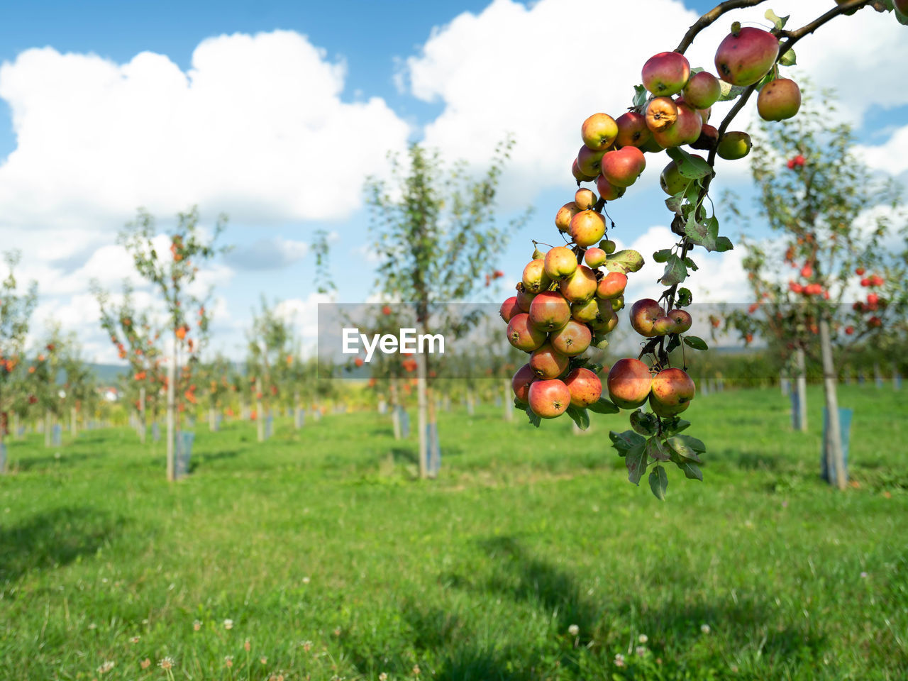 Red apple trees