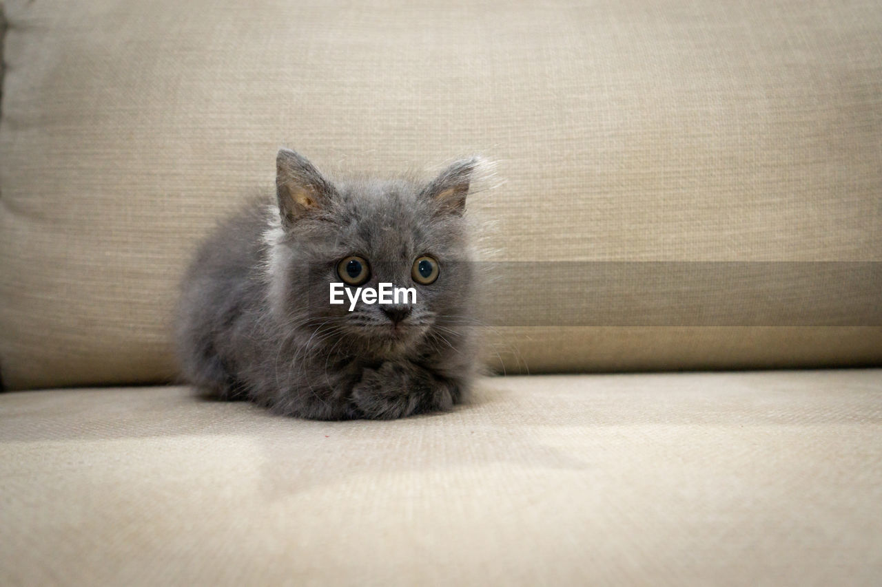 Portrait of kitten on sofa