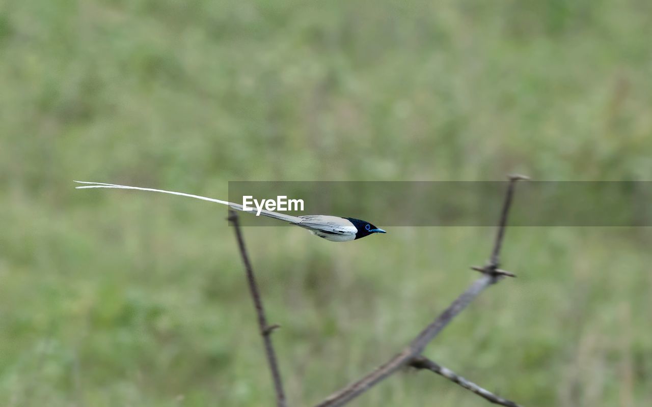 Bird flying in mid-air